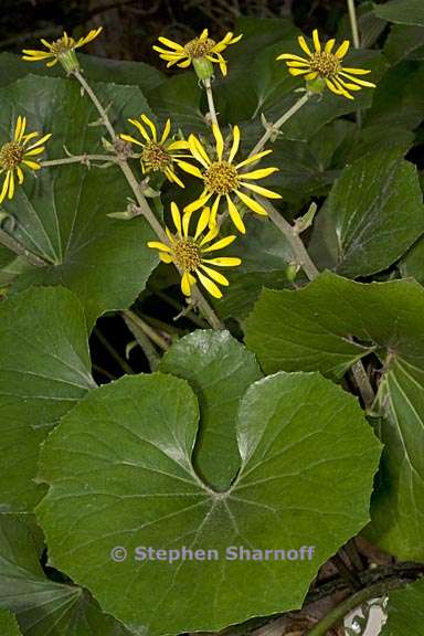 farfugium japonicum 1 graphic